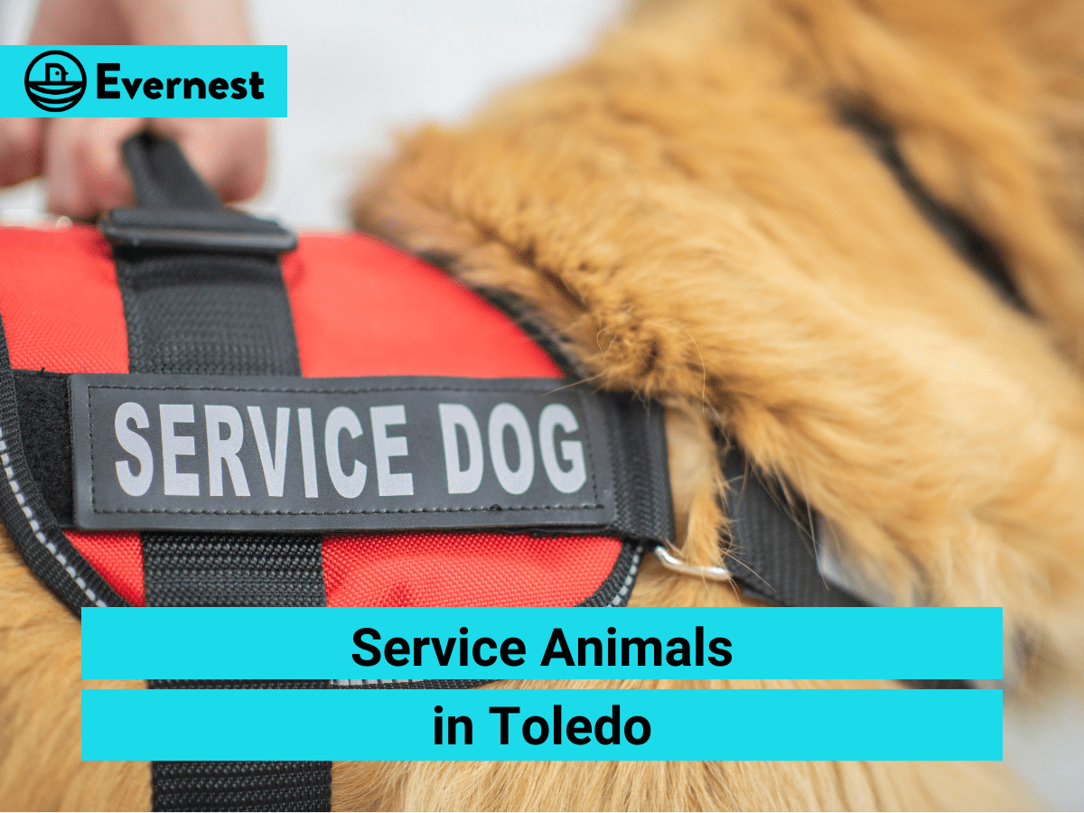 Service Animals in Toledo: Everything Landlords Need to Know